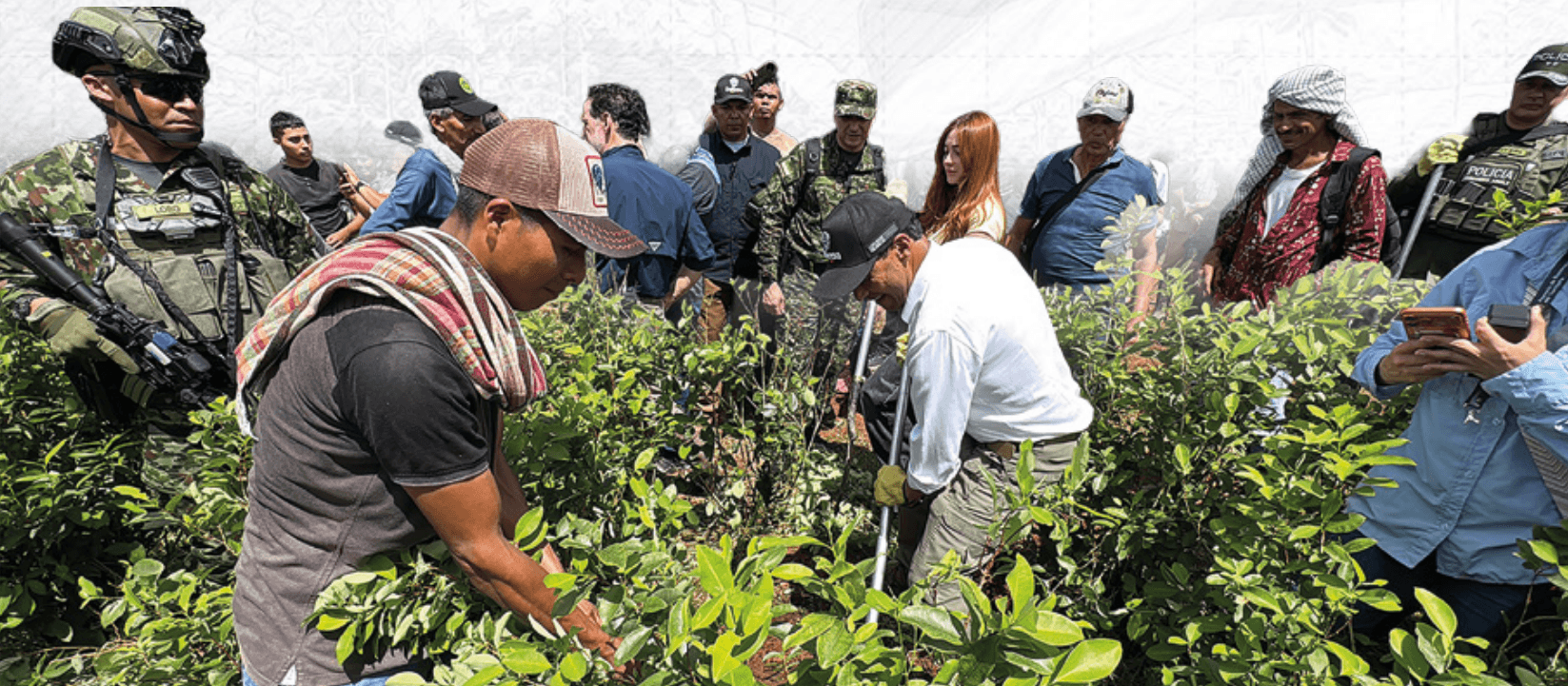 Pedro Sánchez Suárez, de civil, participa en la erradicación manual de cultivos ilícitos junto a militares armados, en un terreno montañoso cubierto de vegetación.