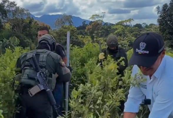 Pedro Sánchez Suárez, de civil, participa en la erradicación manual de cultivos ilícitos junto a militares armados, en un terreno montañoso cubierto de vegetación.